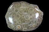 Polished Fossil Coral (Actinocyathus) - Morocco #85052-1